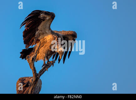 Dorso bianco avvoltoio appollaiato in un albero nel Parco Nazionale di Kruger Foto Stock