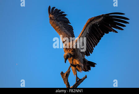 Dorso bianco avvoltoio appollaiato in un albero nel Parco Nazionale di Kruger Foto Stock