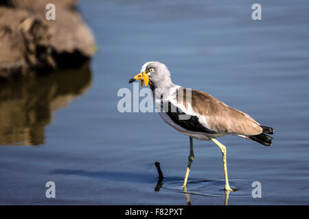 Wattled africana Pavoncella nel Parco Nazionale di Kruger Foto Stock