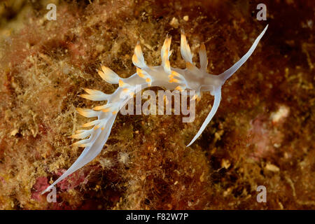 Nudibranch Aeolid, Flabellina lineata, Flabellinidae, Tor Paterno Marine Park, Roma, Lazio, l'Italia, Mare Mediterraneo Foto Stock