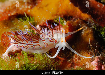 'Pellegrino hervia' sSMarine Park, Roma, Lazio, l'Italia, Mare Mediterraneo Foto Stock