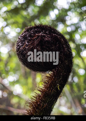 La maggior parte delle fronde di felci sviluppare da un strettamente avvolta a spirale come noto un fiddlehead, crozier o koru. wheki, albero grezzi Dicksoni felce Foto Stock