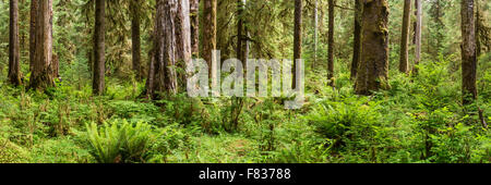 Immagine panoramica dell'Hoh foresta pluviale sulla Hall di muschi trail nel Parco Nazionale di Olympic, Washington. Foto Stock