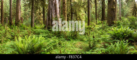 Immagine panoramica dell'Hoh foresta pluviale sulla Hall di muschi trail nel Parco Nazionale di Olympic, Washington. Foto Stock