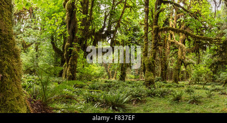 Immagine panoramica dell'Hoh foresta pluviale sulla Hall di muschi trail nel Parco Nazionale di Olympic, Washington. Foto Stock