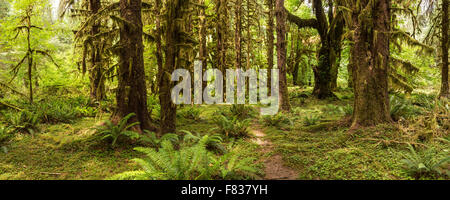 Immagine panoramica dell'Hoh foresta pluviale sulla Hall di muschi trail nel Parco Nazionale di Olympic, Washington. Foto Stock