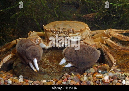 Mitten cinese di granchio, Shanghai Granchio Peloso, Chinesische Wollhandkrabbe, Wollhand-Krabbe, Eriocheir sinensis, crabe chinois Foto Stock