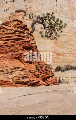 Lone Pine tree crescono in roccia arenaria formazione al Parco Nazionale Zion, Utah, Stati Uniti d'America Foto Stock