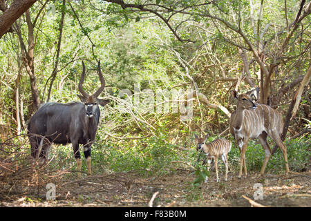 Nyala Specie Tragelaphus angasii famiglia dei bovidi Foto Stock