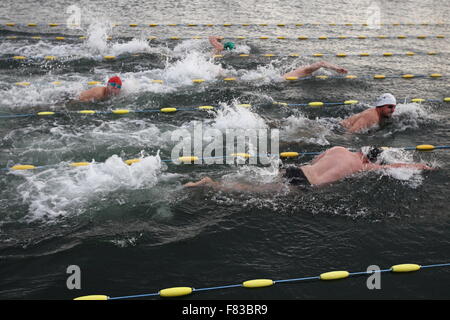 Gdynia, Polonia 5th, dic. 2015 3rd International Inverno Nuoto Campionati Gdynia 2015. Vicino a 100 extreme nuotatori provenienti da tutto il mondo di competere su distanze di 25 e 50 metri nel Baltico fredde acque del mare a Gdynia Marina Credito: Michal Fludra/Alamy Live News Foto Stock