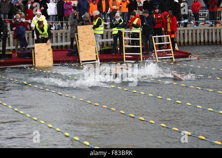 Gdynia, Polonia 5th, dic. 2015 3rd International Inverno Nuoto Campionati Gdynia 2015. Vicino a 100 extreme nuotatori provenienti da tutto il mondo di competere su distanze di 25 e 50 metri nel Baltico fredde acque del mare a Gdynia Marina Credito: Michal Fludra/Alamy Live News Foto Stock