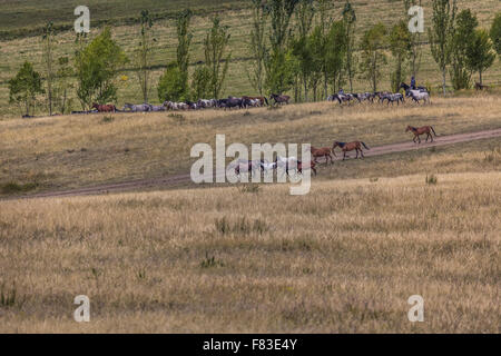 Stockriders con il gregge in Alay montagne su pascoli - Vita in Kirghizistan Foto Stock