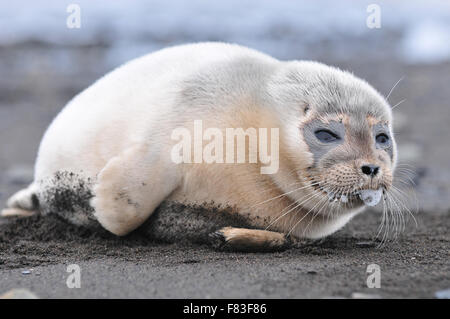 L'Isola di Svalbard vicino a l'Artico è uno dei luoghi più freddi sulla terra tuttavia il riscaldamento globale ha un impatto Foto Stock