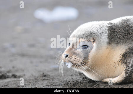 L'Isola di Svalbard vicino a l'Artico è uno dei luoghi più freddi sulla terra tuttavia il riscaldamento globale ha un impatto Foto Stock