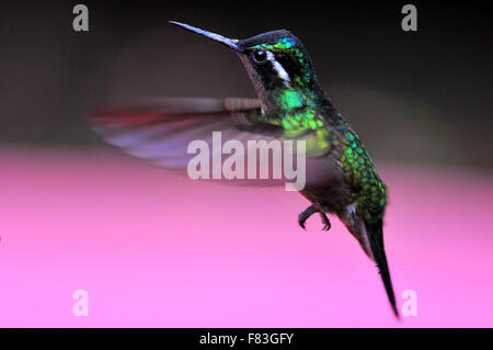 Una bella Hummingbird la porpora throated mountaingem in Selvatura Monteverde parco foresta di pioggia Costa Rica Foto Stock