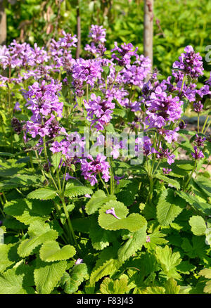 Stachys macrantha 'Superba' Foto Stock