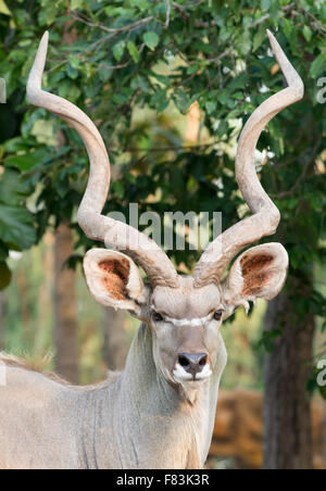 Maggiore maschio kudu ( tragelaphus strepsiceros ) Foto Stock