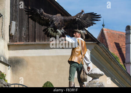 Un golden eagle landing sul relativo gestore guanto a Rosenberg castello rinascimentale Foto Stock