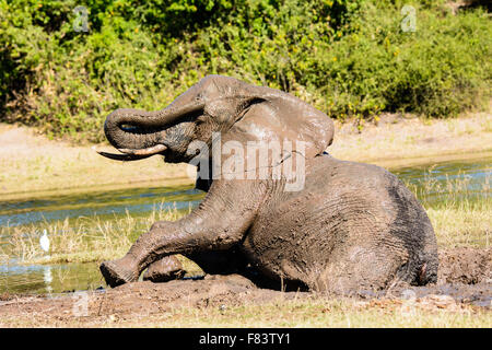 Elephant rimuovendo fango dal suo occhio dopo un bagno di fango Foto Stock