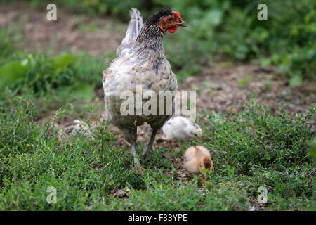 Gallina e il suo recente polli tratteggiata nel cantiere di pollame Foto Stock