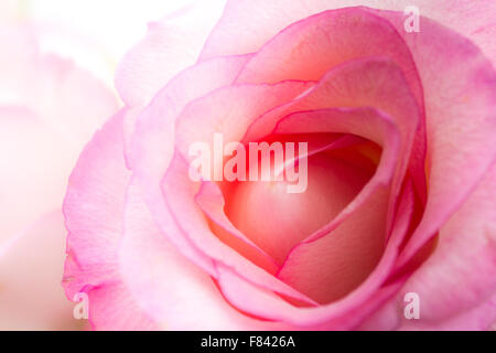 Rosa rosa closeup - blossom / petalo macro - fiori di colore rosa Foto Stock