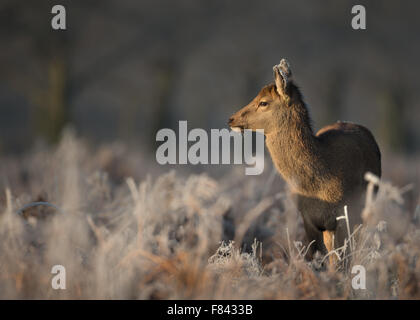 Red Deer hind in inverno Foto Stock