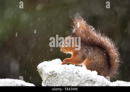 Carino scoiattolo rosso nella caduta di neve, in inverno in Inghilterra Foto Stock