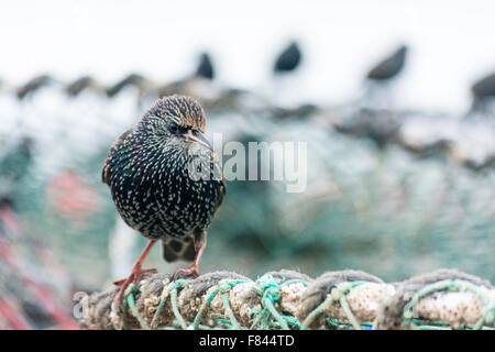 Starling appollaiato su un lobster pot. Foto Stock