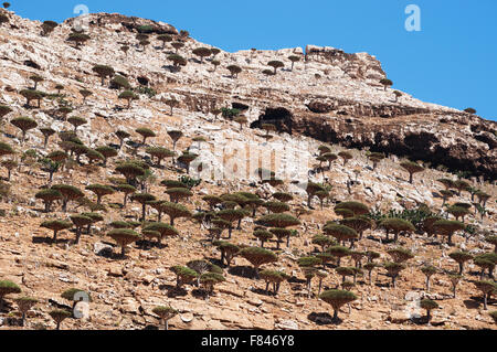 Socotra, Yemen, natura e paesaggio: panoramica del drago di sangue della foresta di alberi in altopiano Homhil Foto Stock