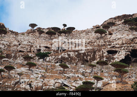 Socotra, Yemen, natura e paesaggio: panoramica del drago di sangue della foresta di alberi in altopiano Homhil Foto Stock