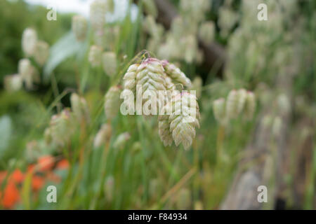 Vacilla Erba [Briza maxima] Foto Stock