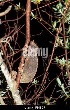 Un tempo di notte shot della balla montagne due cornuto camaleonte su un Saint John's wort tree (Hypericum revolutum). Foresta di Harenna endemica Foto Stock