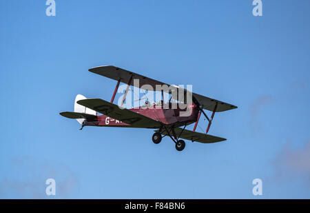 Un tiger moth in volo Foto Stock