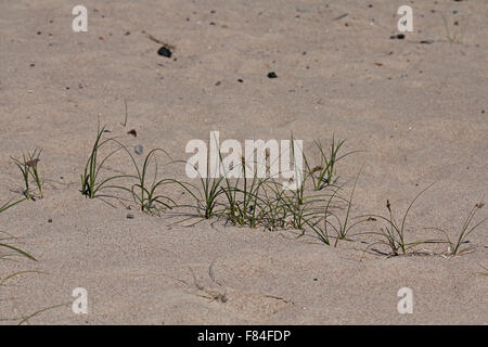 Un gruppo di sabbia sedge (Carex arenaria) piante tutte provenienti dalla stessa metropolitana stolone crescendo in dune costiere Foto Stock