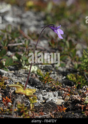 Fioritura butterwort comune (Pinguicula vulgaris) nella tundra di montagna (Troms, Norvegia) Foto Stock