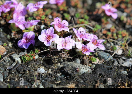 Fioritura Purple Mountain (sassifraga Saxifraga oppositifolia) crescendo al Luhčavárri cadde (Troms, Norvegia) Foto Stock