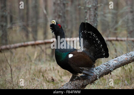 Maschio di gallo cedrone (Tetrao urogallus) nell'ambiente forestale Foto Stock