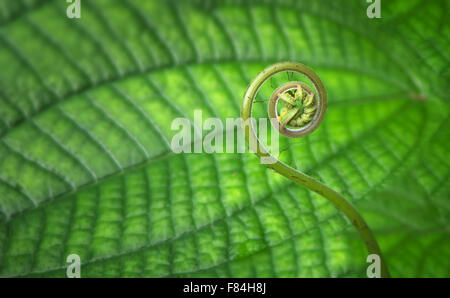 Offerta giovani, tropicali, conformato a spirale fern frond vicino fino in una foresta. Foto Stock