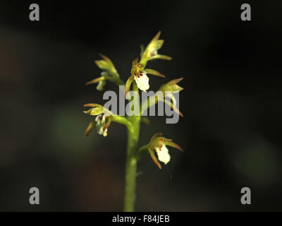 Infiorescenza di inizio coralroot (Corallorhiza trifida) fioritura nella foresta paludified a Helsinki in Finlandia Foto Stock