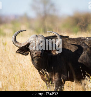 African BUFALO SELVATICO Specie Syncerus caffer famiglia dei bovidi Foto Stock