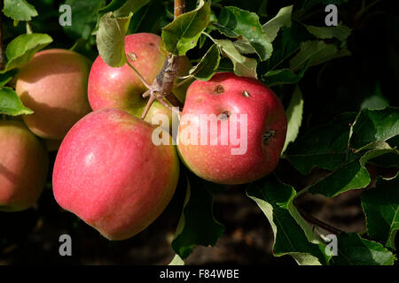 Una tempesta di grandine soffiava attraverso una porzione di Manson progetto situato nel lago Chelan Valley apple crescente regione ai primi di giugno Foto Stock