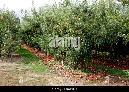 Mele sul terreno sono stati assottigliati dagli alberi a causa di estesi danni da grandine da un temporale che è venuto attraverso un sec Foto Stock