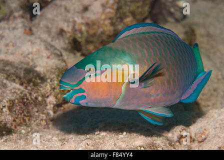 Rusty pesci pappagallo Scarus ferrugineus, Scaridae, Sharm el Sheihk, Mar Rosso, Egitto Foto Stock