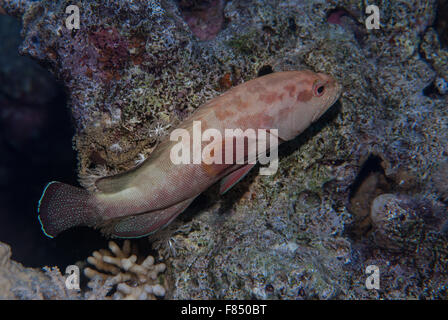 Cephalopholis hemistiktos, il tonno albacora hind, Serranidae, Sharm el Sheihk, Mar Rosso, Egitto Foto Stock