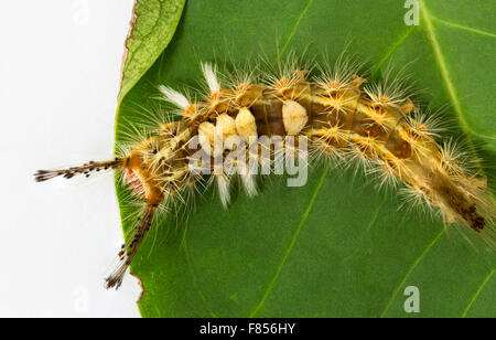 Closeup hairy bruco strisciare sulla foglia verde Foto Stock