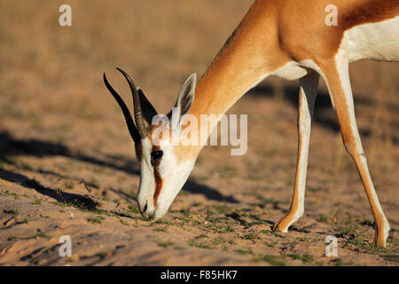 Ritratto di una alimentazione springbok antilope (Antidorcas marsupialis), Deserto Kalahari, Sud Africa Foto Stock