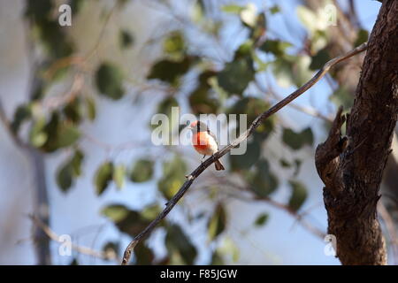 Rosso-capped Robin (Petroica goodenovii) in Australia Foto Stock