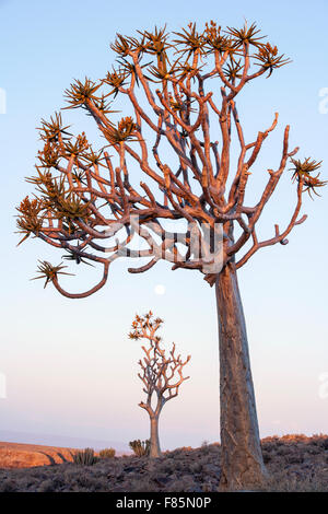 Faretra Tree (Aloe dichotoma) e il sorgere della Luna al Fish River Canyon - vicino a Fish River Lodge - Regione di Karas, Namibia, Africa Foto Stock