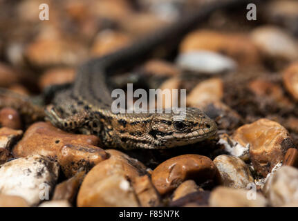 Piccola lucertola geco sulle rocce closeup. Foto Stock