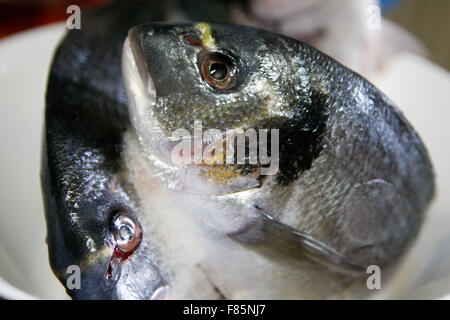 Orata Orata Sparus auratus studio immagine Foto Stock